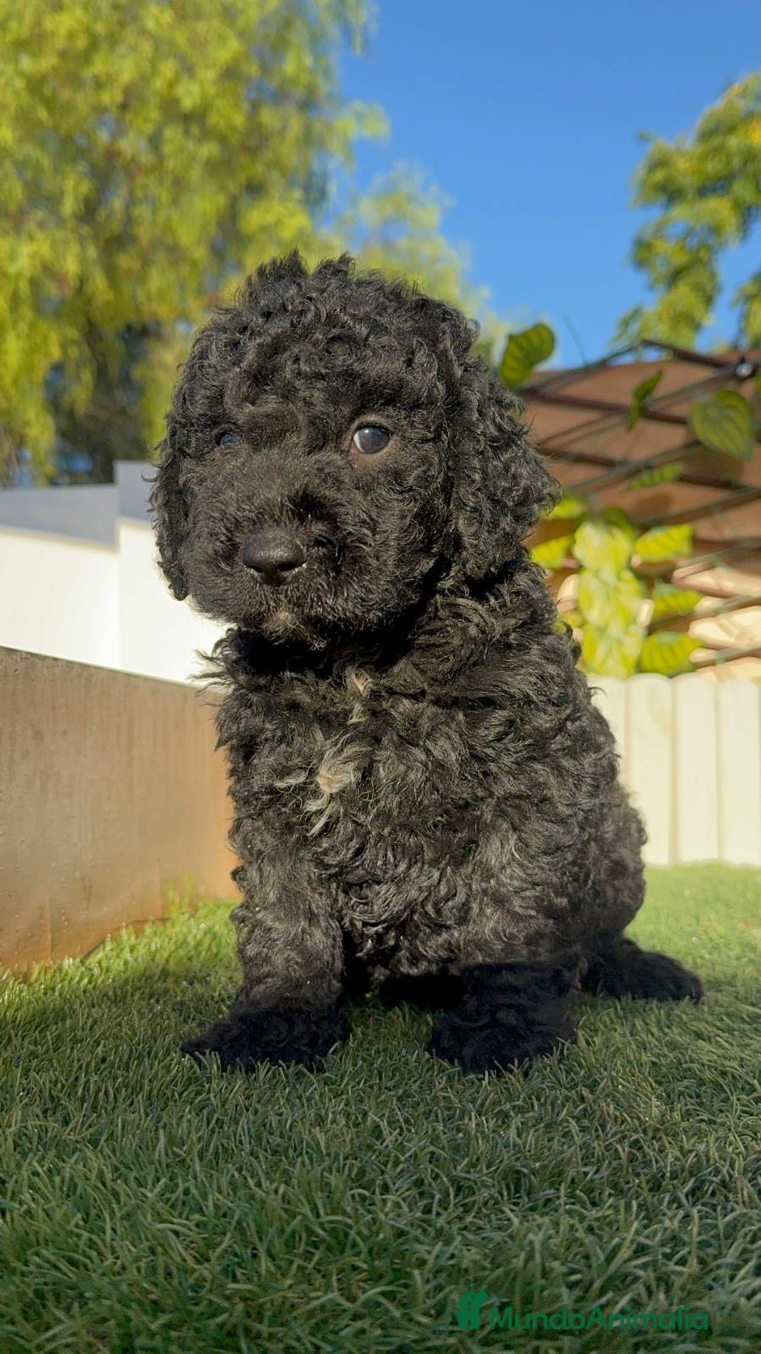 Perro de Agua Español perros en venta: PERRO DE AGUA ESPAÑOL - Imagen 8