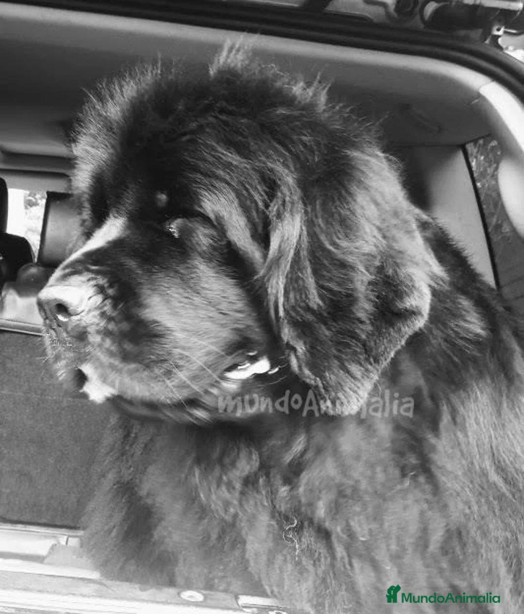 Imagen de galería {{count}}