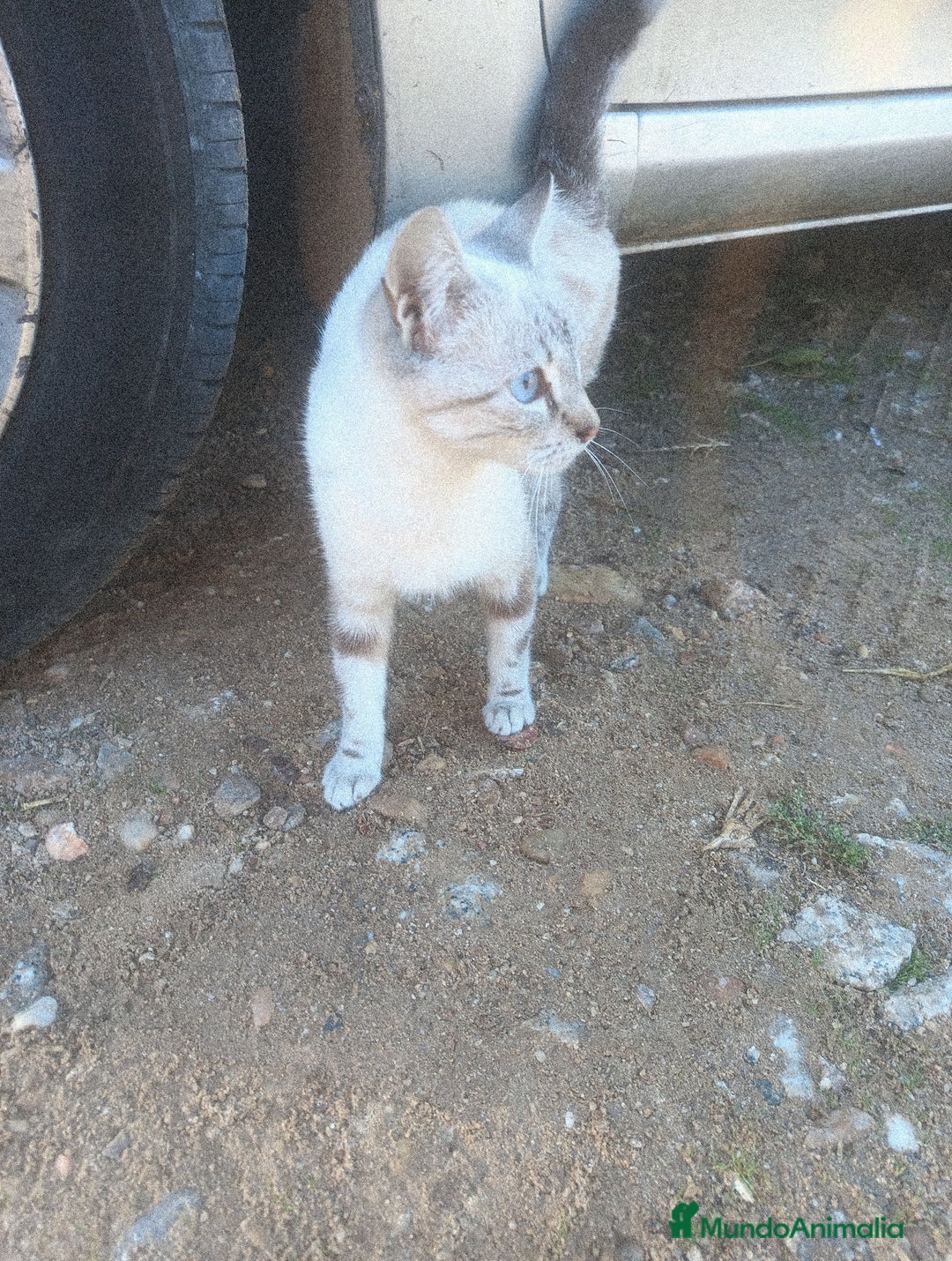 Raza Mixta gatos en adopcion: Regalo gatitos mestizos - Anuncio 1