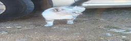 Raza Mixta gatos en adopcion: Regalo gatitos mestizos - Anuncio 1