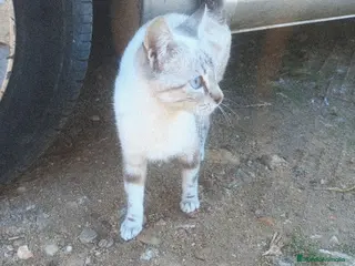 Raza Mixta gatos Regalo gatitos mestizos - Anuncio 24