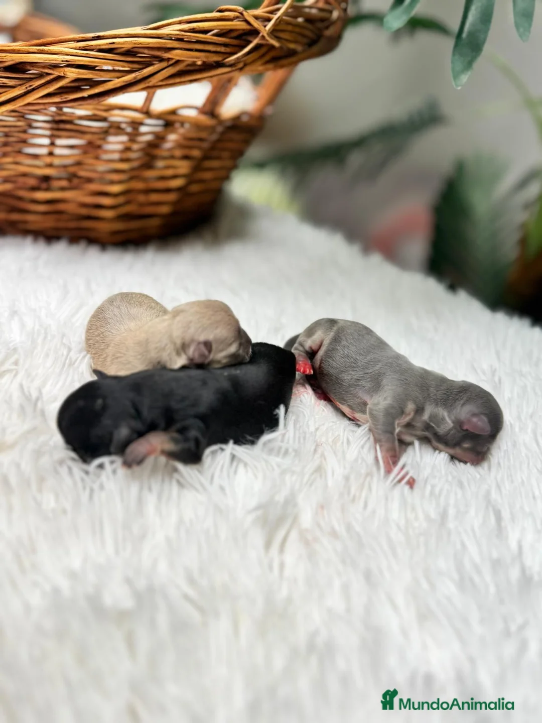 Chihuahua perros en venta: CHIHUAHUA HEMBRAS-COLORES EXOTICOS - Anuncio 2