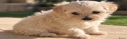 Maltipoo perros en venta: Maltipoo - Anuncio 2