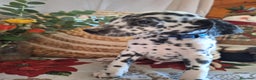 Dálmata perros en venta: DALMATA  - Anuncio 2