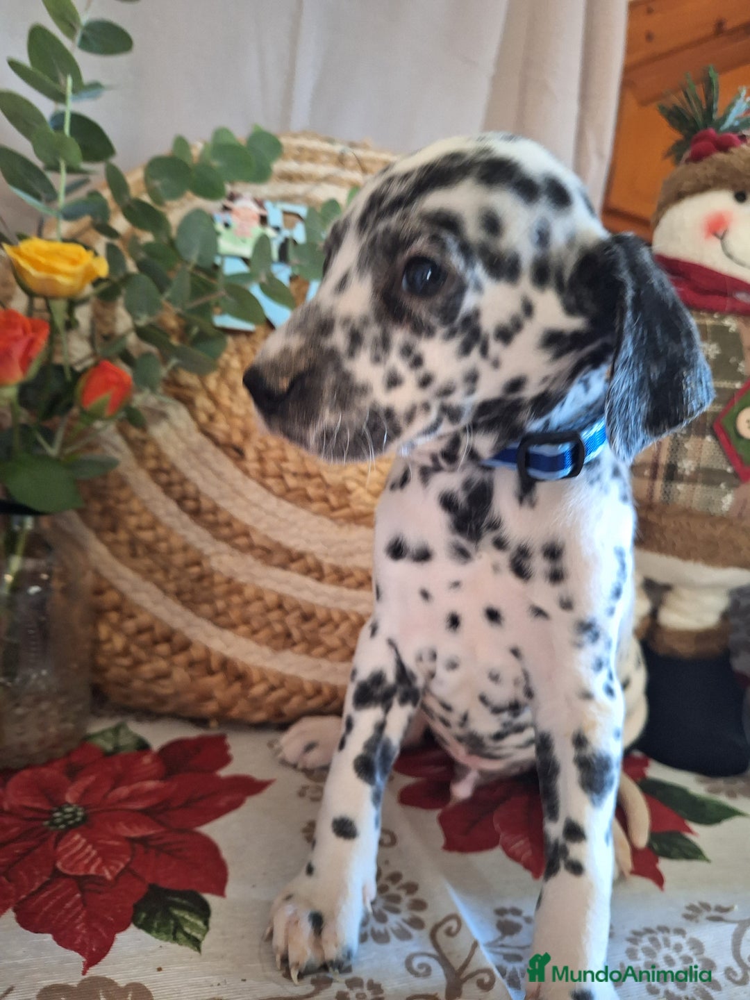 Dálmata perros en venta: DALMATA  - Anuncio 2