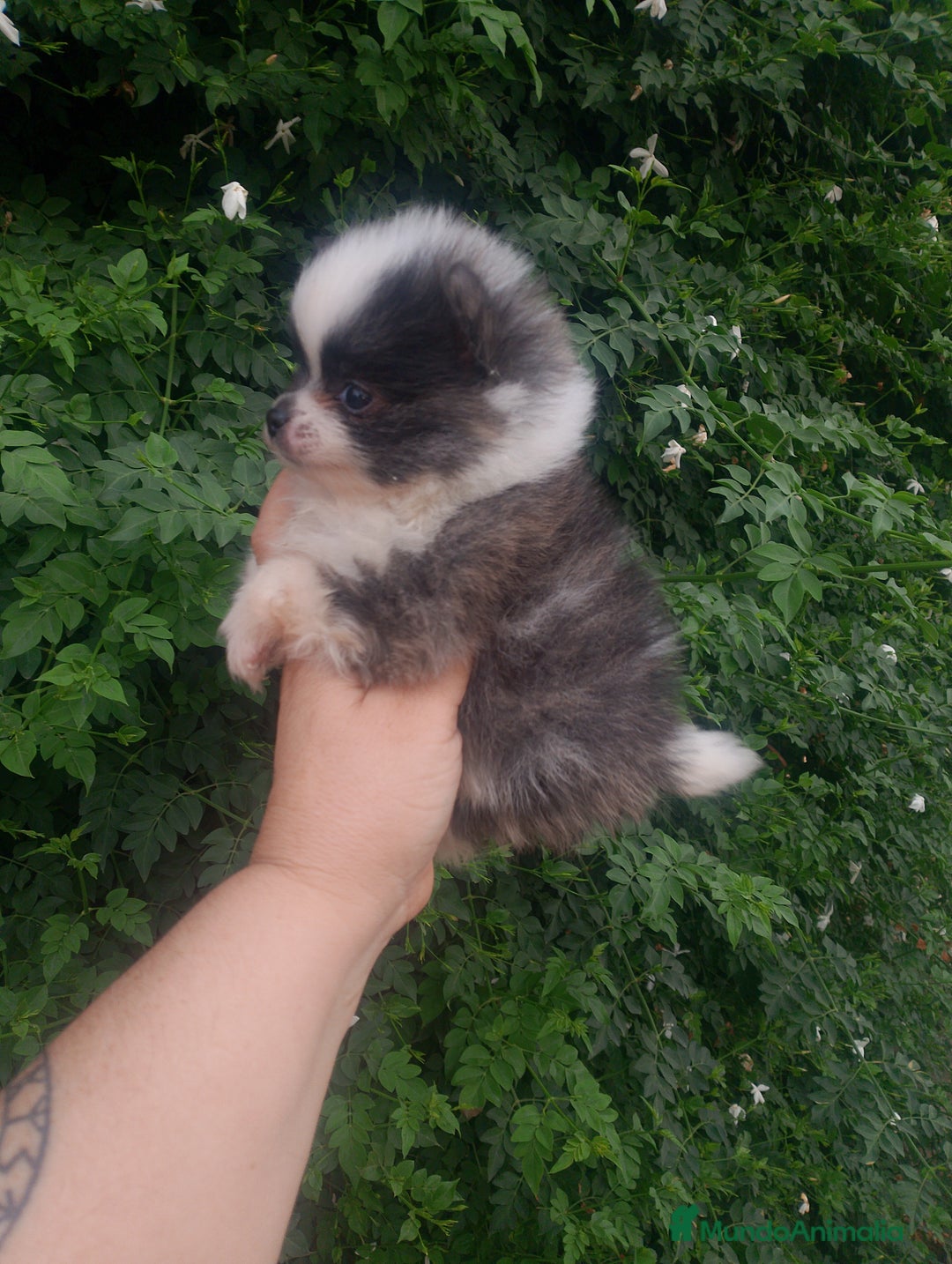 Pomerania perros en venta: Pomerania enanos una pasada de color  - Imagen 2