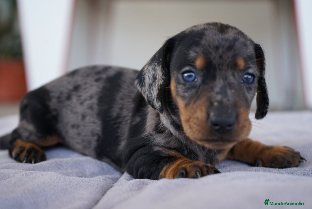 Teckel Miniatura perros en venta: 🐾 Florentina y Delfina – Teckel miniatura 🐾 - Imagen 5