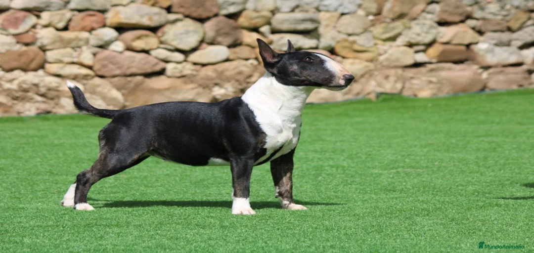 Imagen de galería {{count}}