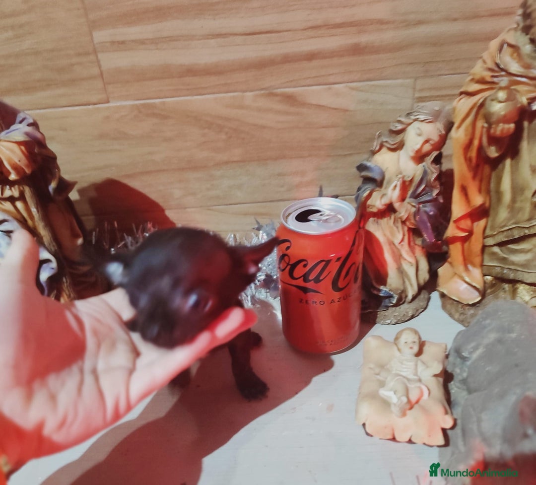 Chihuahua perros en venta: Chihuahua  - Anuncio 7