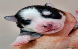 Pomsky perros en venta: 3 machitos de pomsky - Imagen 4