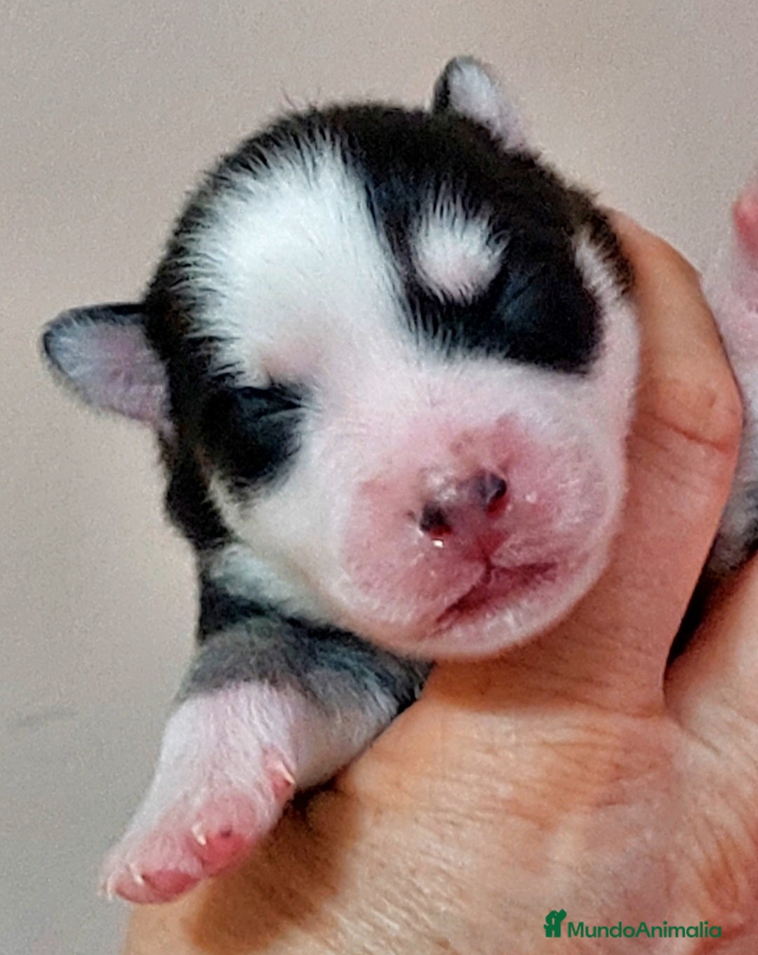 Pomsky perros en venta: 3 machitos de pomsky - Imagen 4