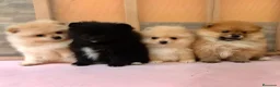 Pomerania perros en venta: Pomerania mini  - Anuncio 1