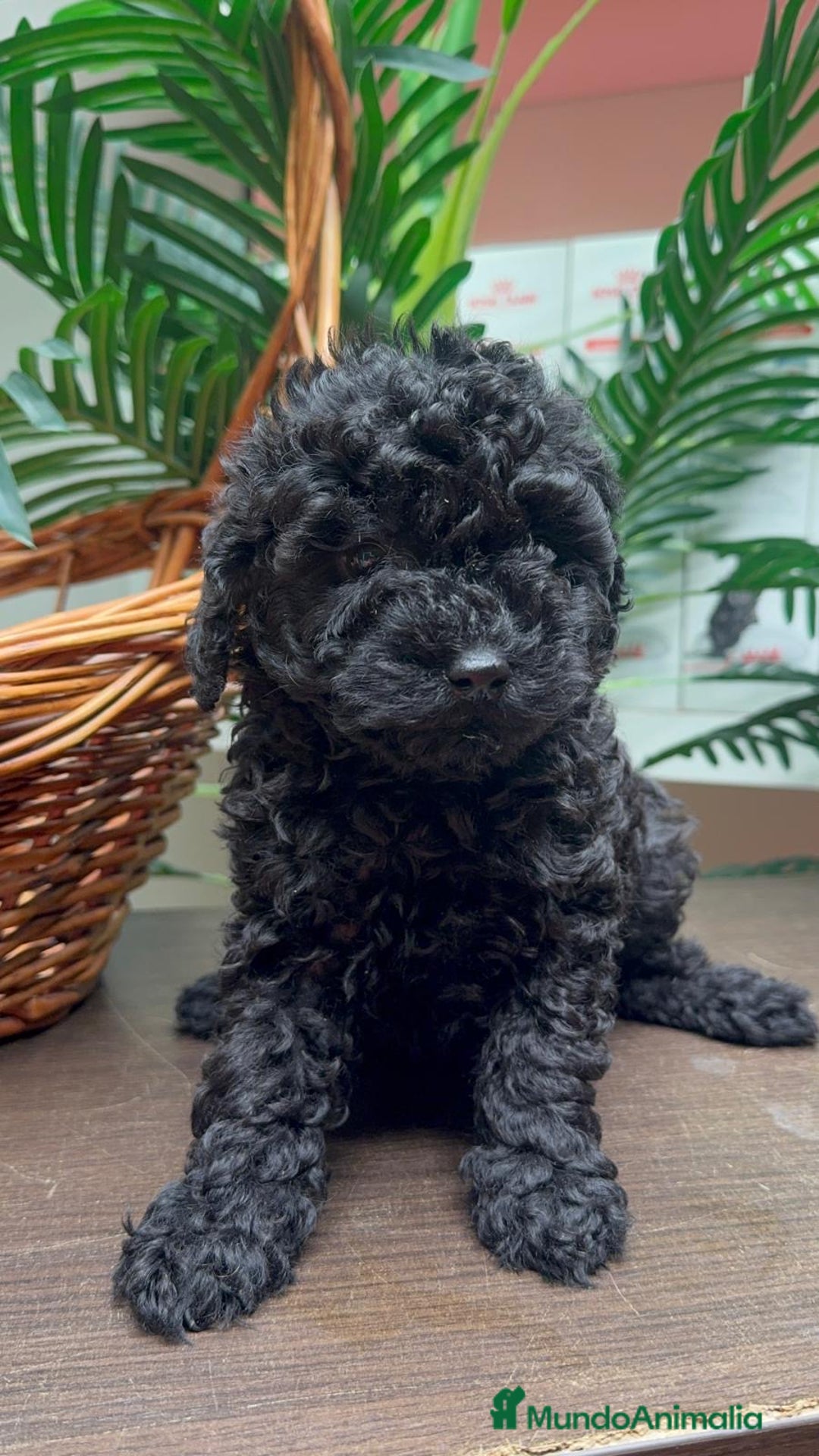 Caniche Toy perros en venta: CANICHE TOY MACHO - Anuncio 4