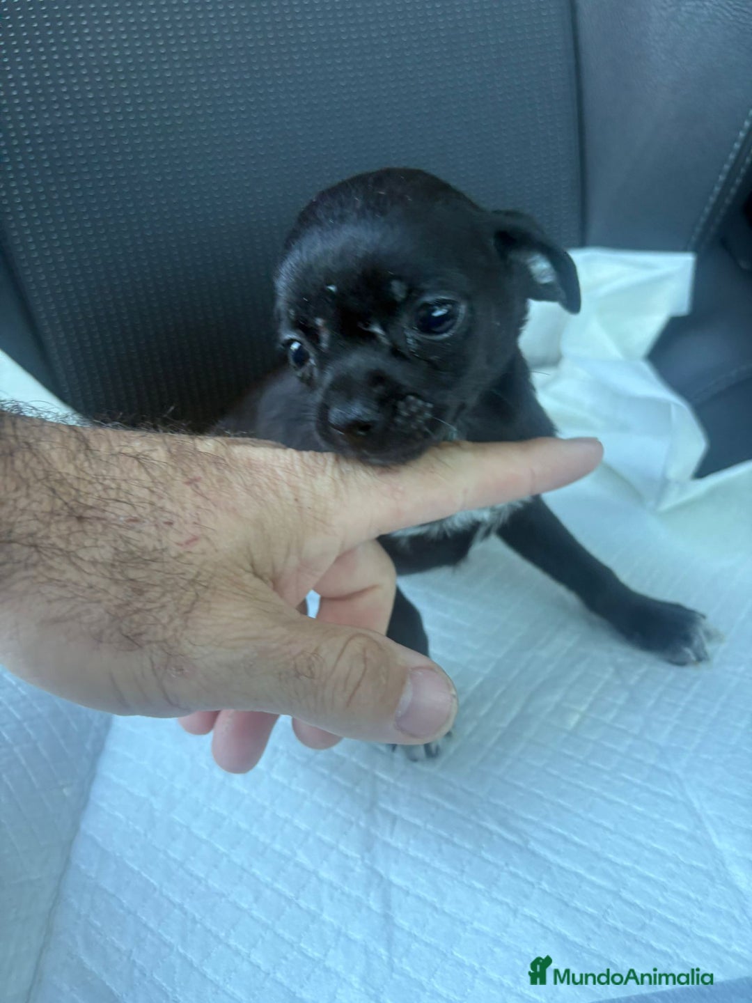 Chihuahua perros en venta: Chihuahua toy  - Anuncio 5