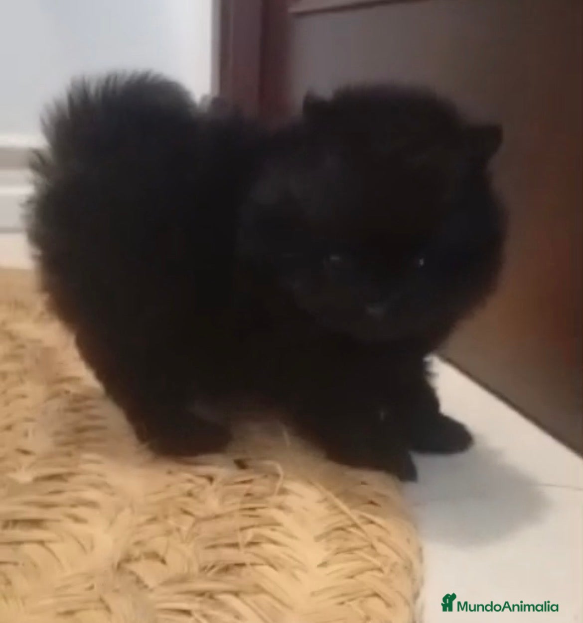 Pomerania perros Lulu Pomerania  - Anuncio 2