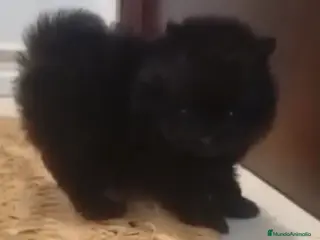 Pomerania perros Lulu Pomerania - Anuncio 2