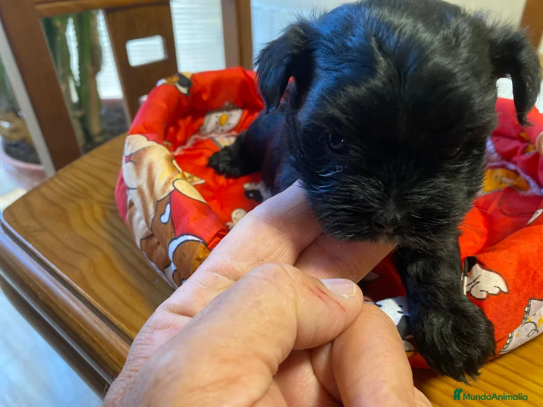 Maltipoo perros en venta: Maltipoo  - Anuncio 5