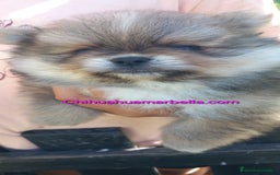Pomerania perros en venta: Pomerania macho - Imagen 2