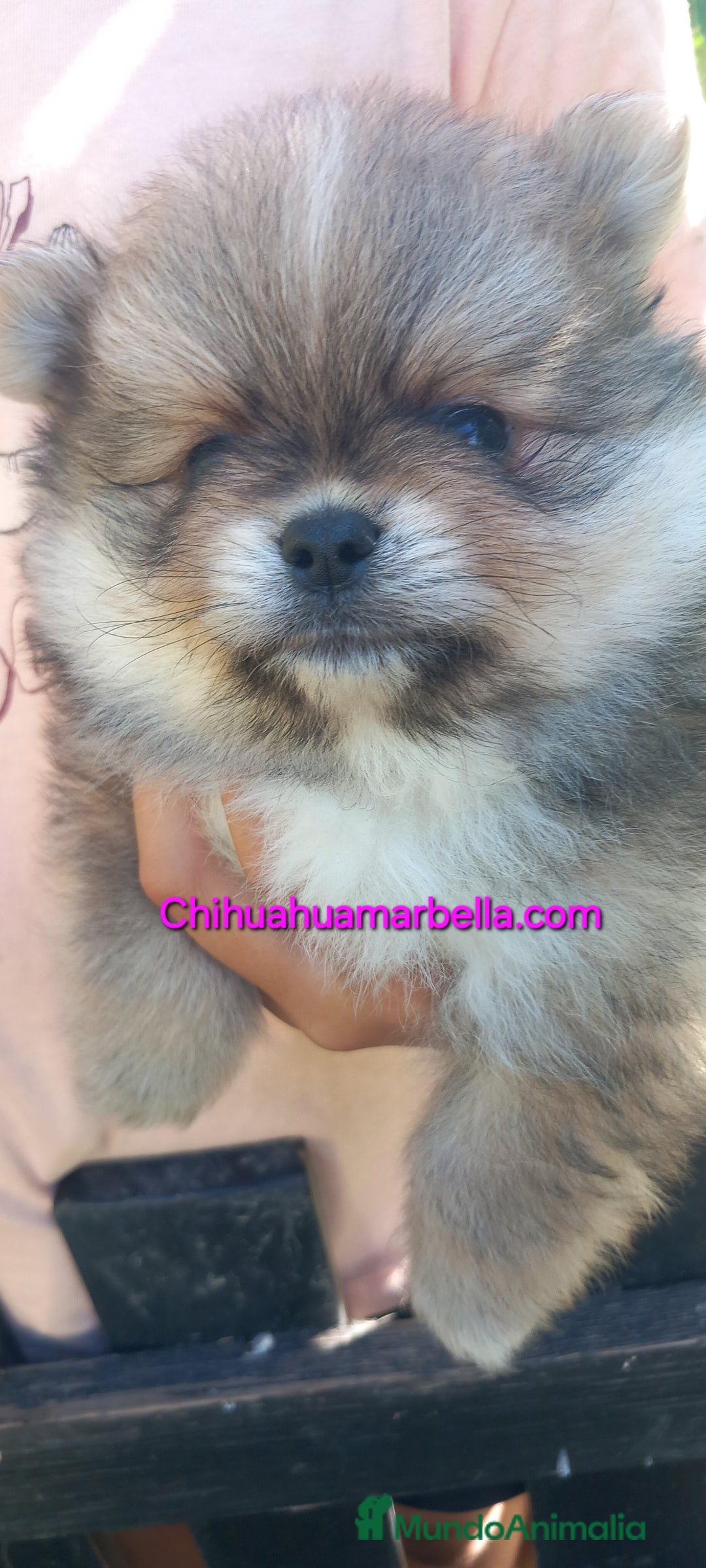 Pomerania perros en venta: Pomerania macho - Imagen 2