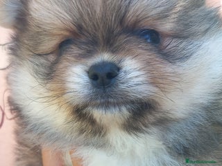 Pomerania perros Pomerania macho - Anuncio 35