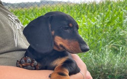 Teckel Miniatura perros en venta: Expectacular  Macho negro y fuego   de pelo corto  en Cantabria - Imagen 6