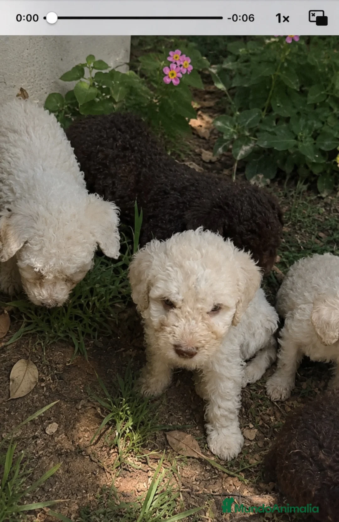 Perro de Agua Español perros en venta: Impresionantes cachorros de agua - Anuncio 1