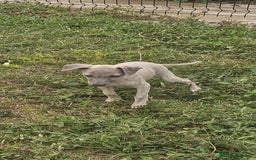 Whippet perros en venta: CACHORROS WHIPPET ♀️♂️ - Imagen 1