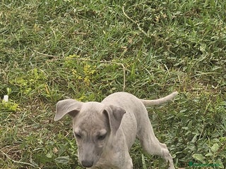 Whippet perros - Anuncio 1