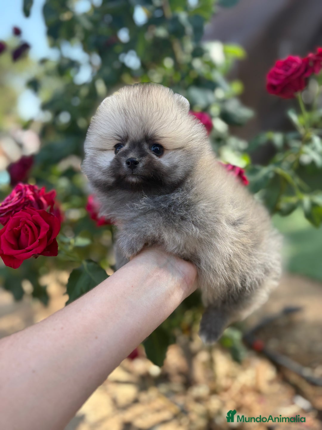 Pomerania perros en venta: Pomerania excelentes lineas  - Imagen 5