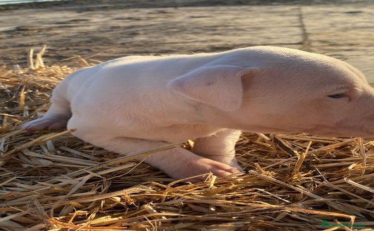 Dogo Argentino perros cachorros de Dogo Argentino un espectaculo - Anuncio 1