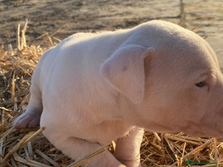 Dogo Argentino perros cachorros de Dogo Argentino un espectaculo - Anuncio 1