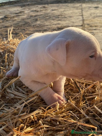 Dogo Argentino perros cachorros de Dogo Argentino un espectaculo - Anuncio 1