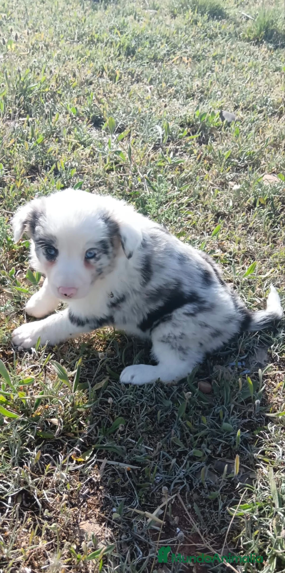 Border Collie perros en venta: Border collie  - Anuncio 7