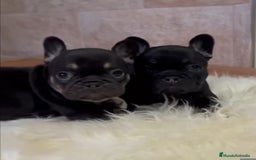 Bulldog Francés perros en venta: Lindos frenchis  - Imagen 4