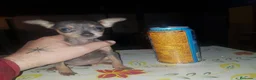 Ratón de Praga perros en venta: Cachorro de ratón de Praga  - Anuncio 5