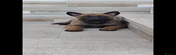 Pastor Belga Malinois perros en venta: Cachorro de Malinois  - Anuncio 2