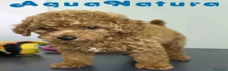 Caniche Toy perros en venta: Caniche Macho 1918 AQUANATURA - Anuncio 8