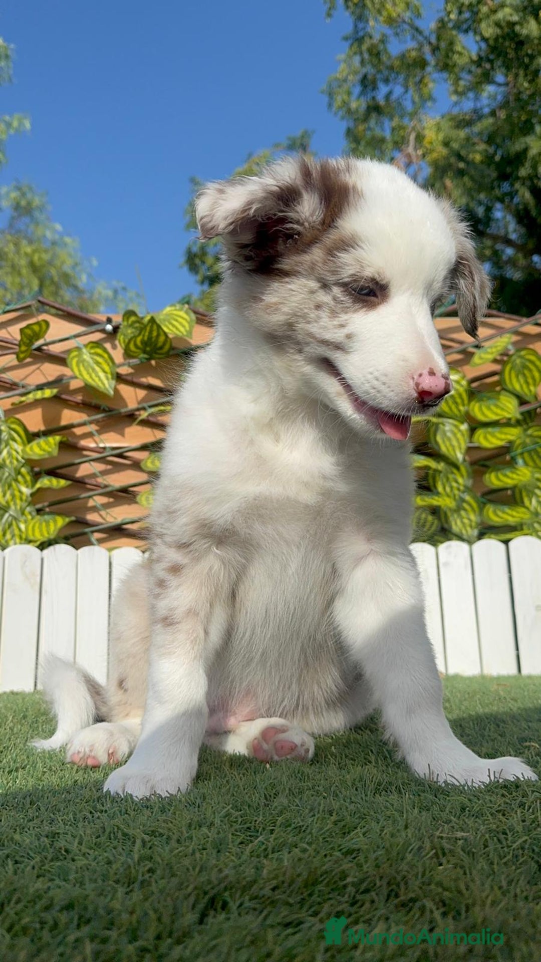 Border Collie perros en venta: BORDER COLLIE CHOCOMERLE - Imagen 4