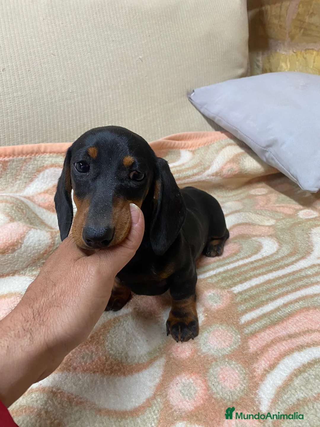 Teckel perros en venta: CACHORRITA DE TECKEL KANINCHEN  - Anuncio 2