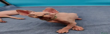 Sphynx Gatito 1