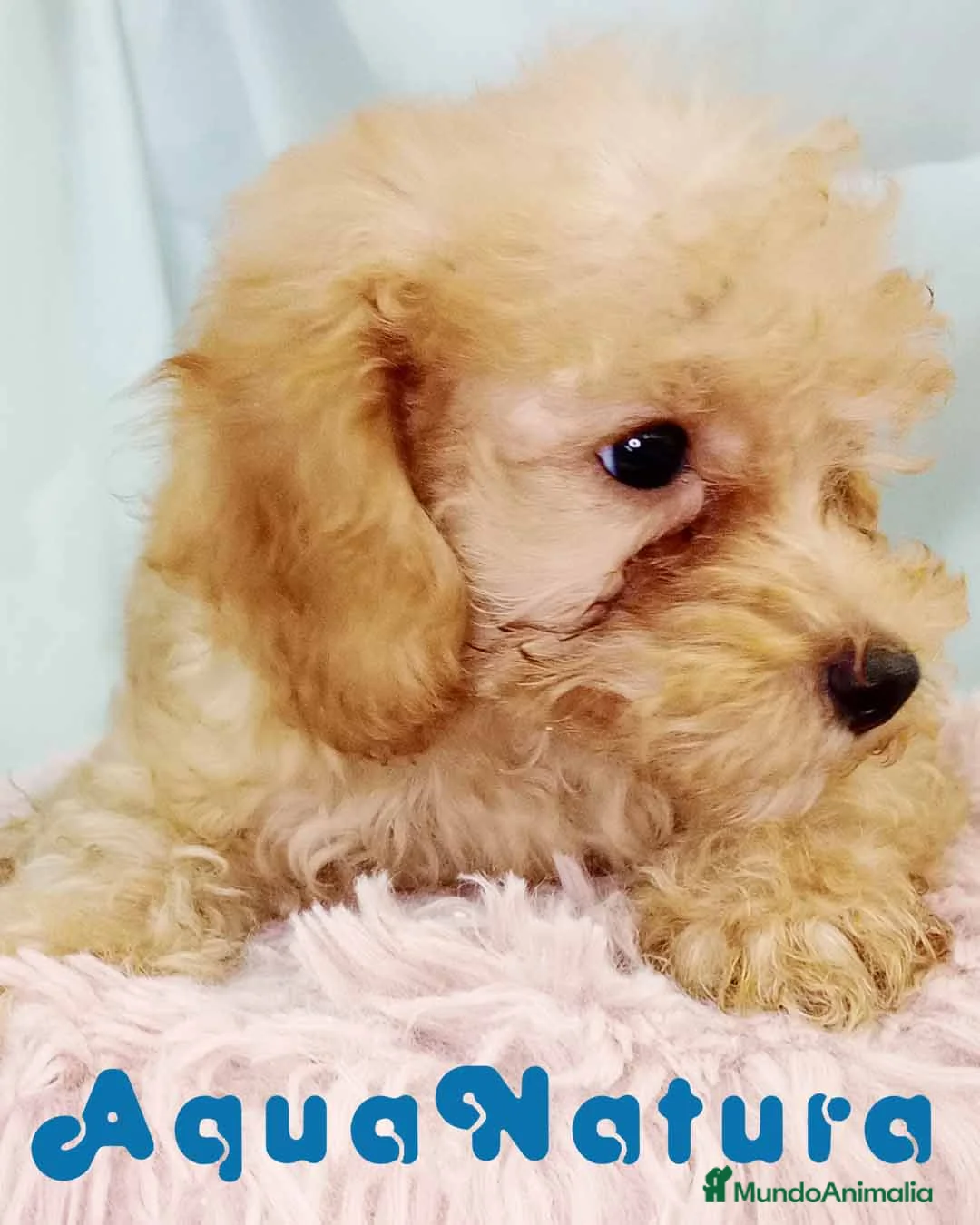 Caniche Toy perros en venta:  Caniche Macho de Barbie y Can 6152 - AQUANATURA en Barcelona - Anuncio 5