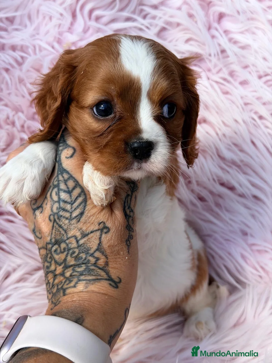 Cavalier King Charles Spaniel perros en venta: Cavalier hembra disponible  - Anuncio 6