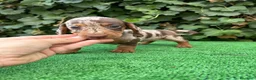 Teckel Miniatura perros en venta: teckel arlequin chocolate  - Anuncio 3