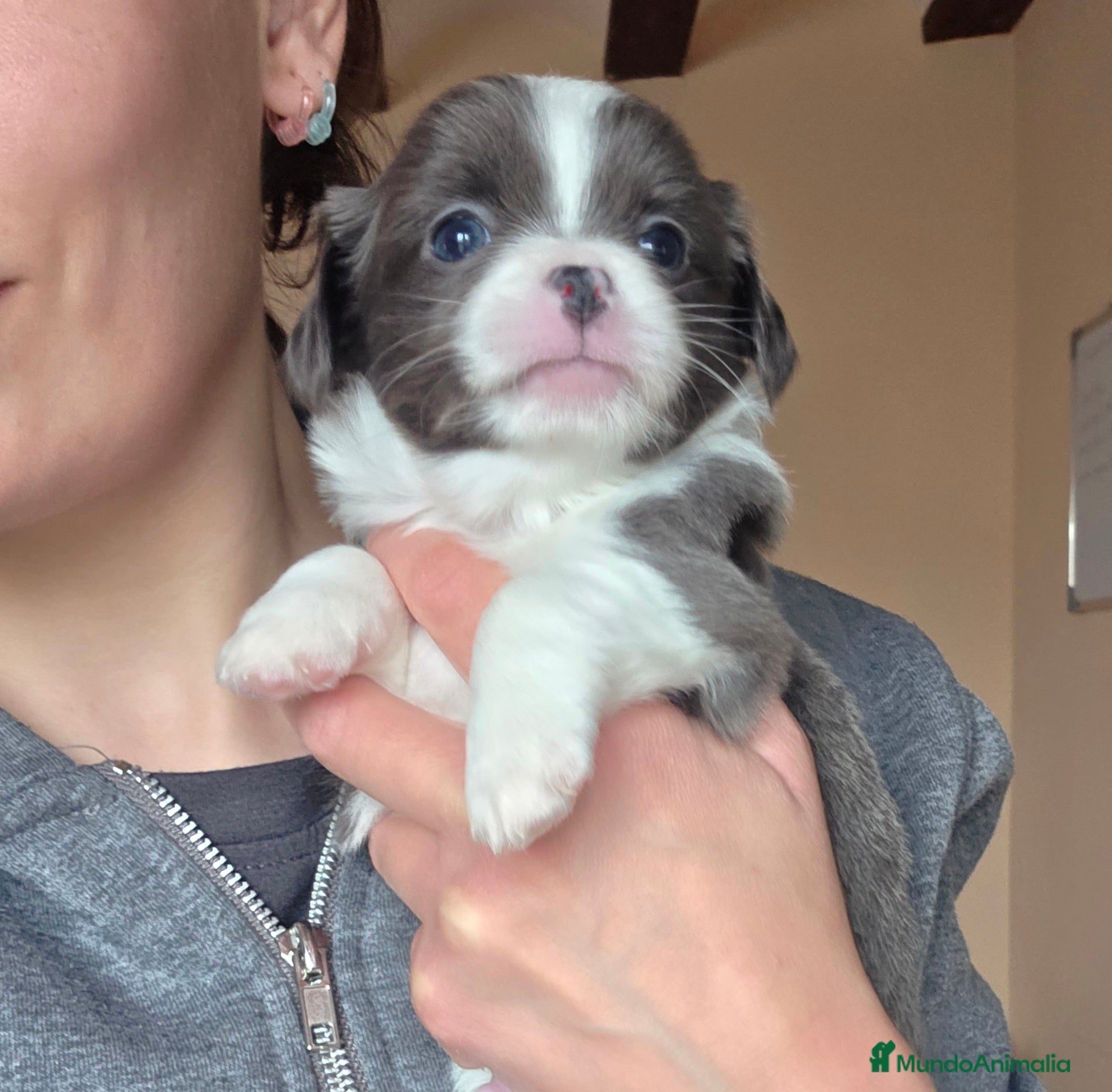 Chihuahua perros Chihuahuas miniatura  - Anuncio 1