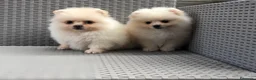 Pomerania perros en venta: Pomerania mini - Anuncio 5