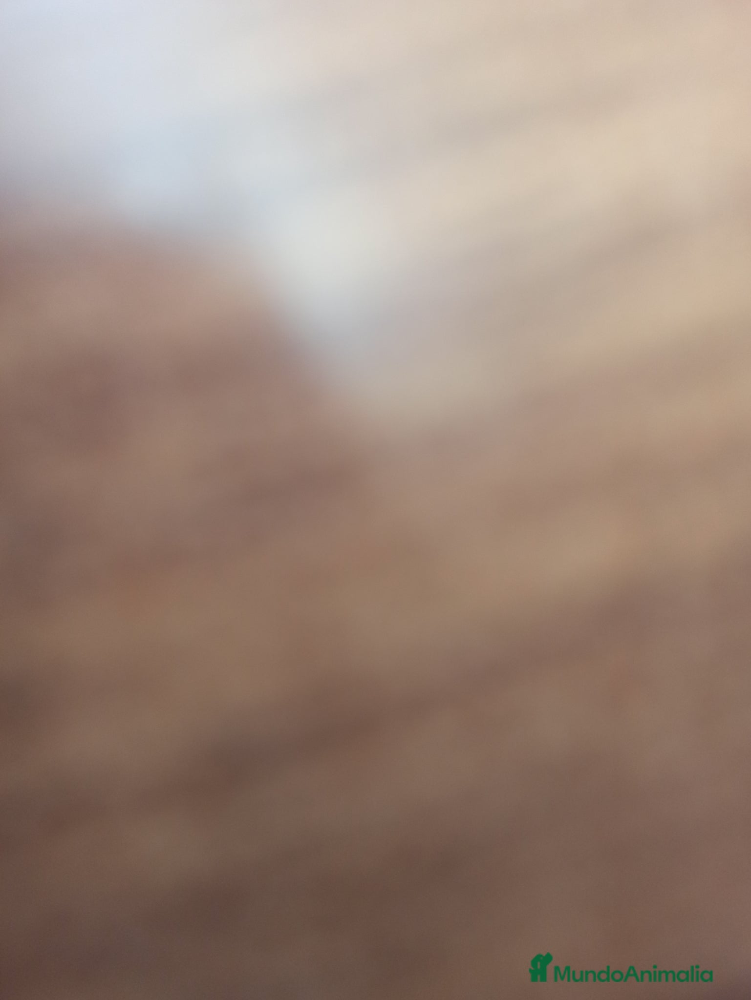 Shih Tzu perros Shih Tzu - Anuncio 1