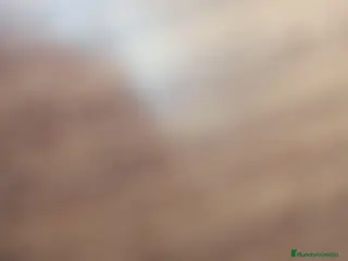 Shih Tzu perros Shih Tzu - Anuncio 1