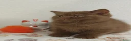 Británico de Pelo Corto gatos en venta: Gatito British Shorthair cinnamon  - Anuncio 1