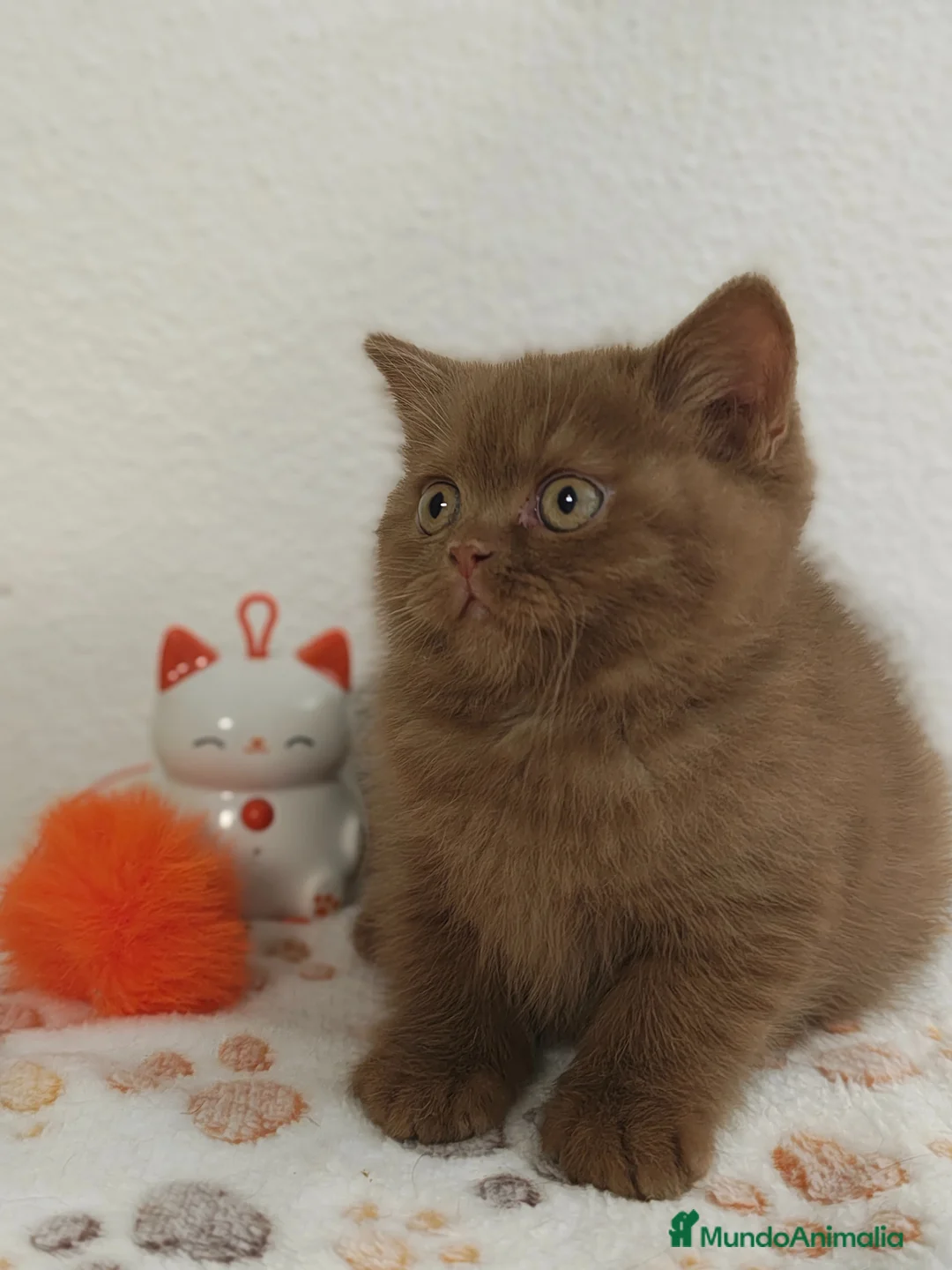 Británico de Pelo Corto gatos en venta: Gatito British Shorthair cinnamon  - Anuncio 1