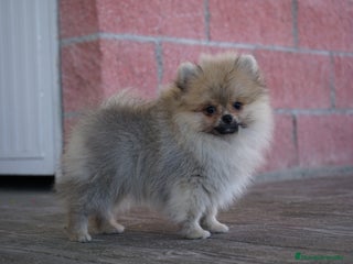 Pomerania perros - Anuncio 3
